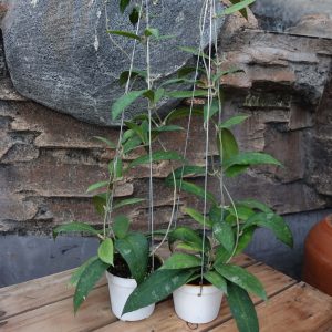 Hoya Kaikoeana