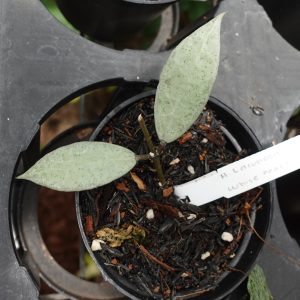 Hoya Lacunosa White Pearl