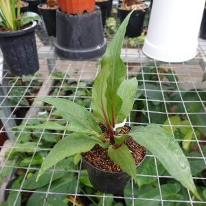 Anthurium Jemanii Obor