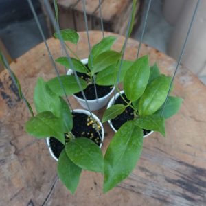 Hoya Kapuasensis