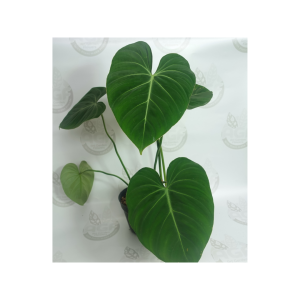 Philodendron Gloriosum
