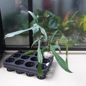 Philodendron Leland Miyano