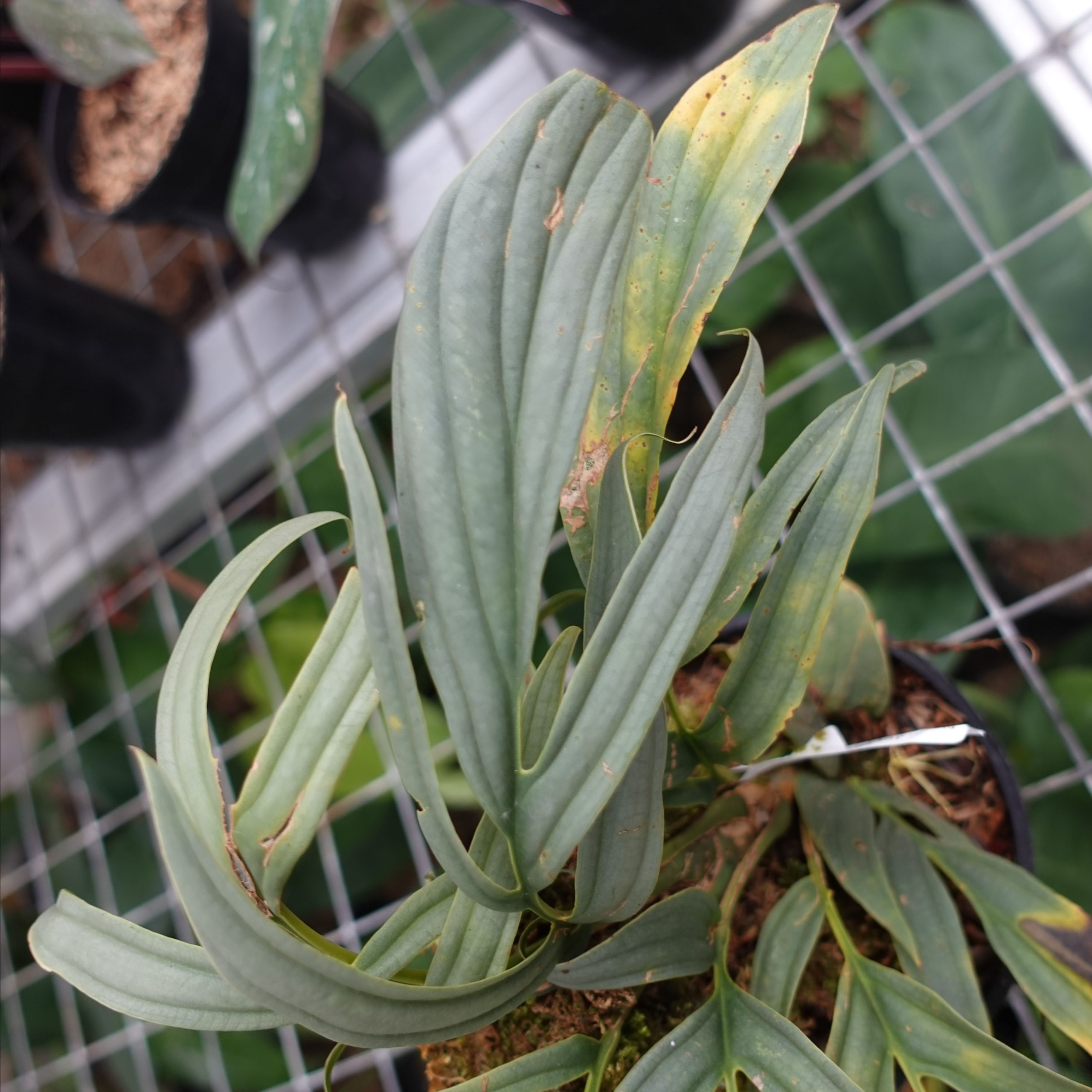 Raphidophora Tenuis Silver - Image 4