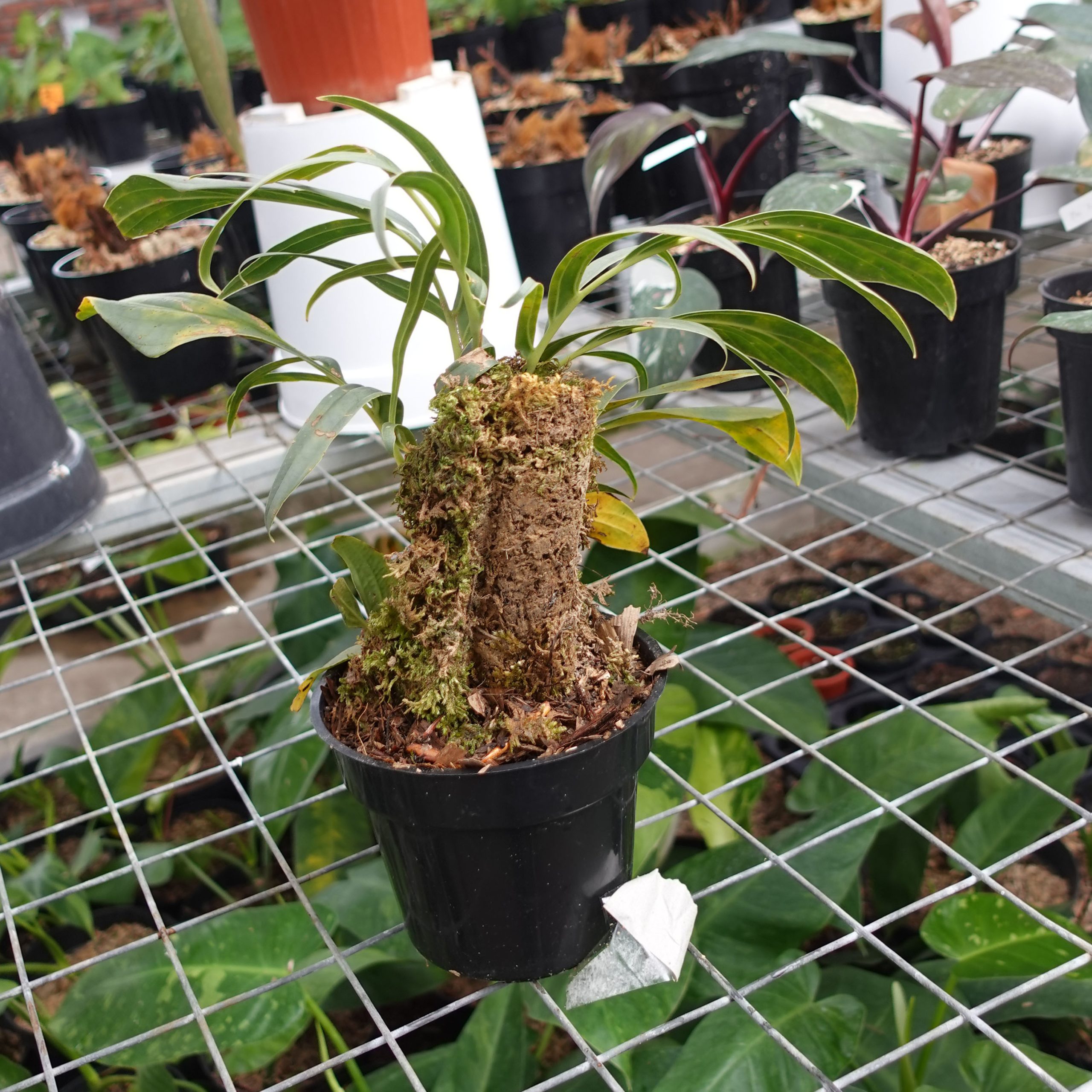 Raphidophora Tenuis Silver - Image 2