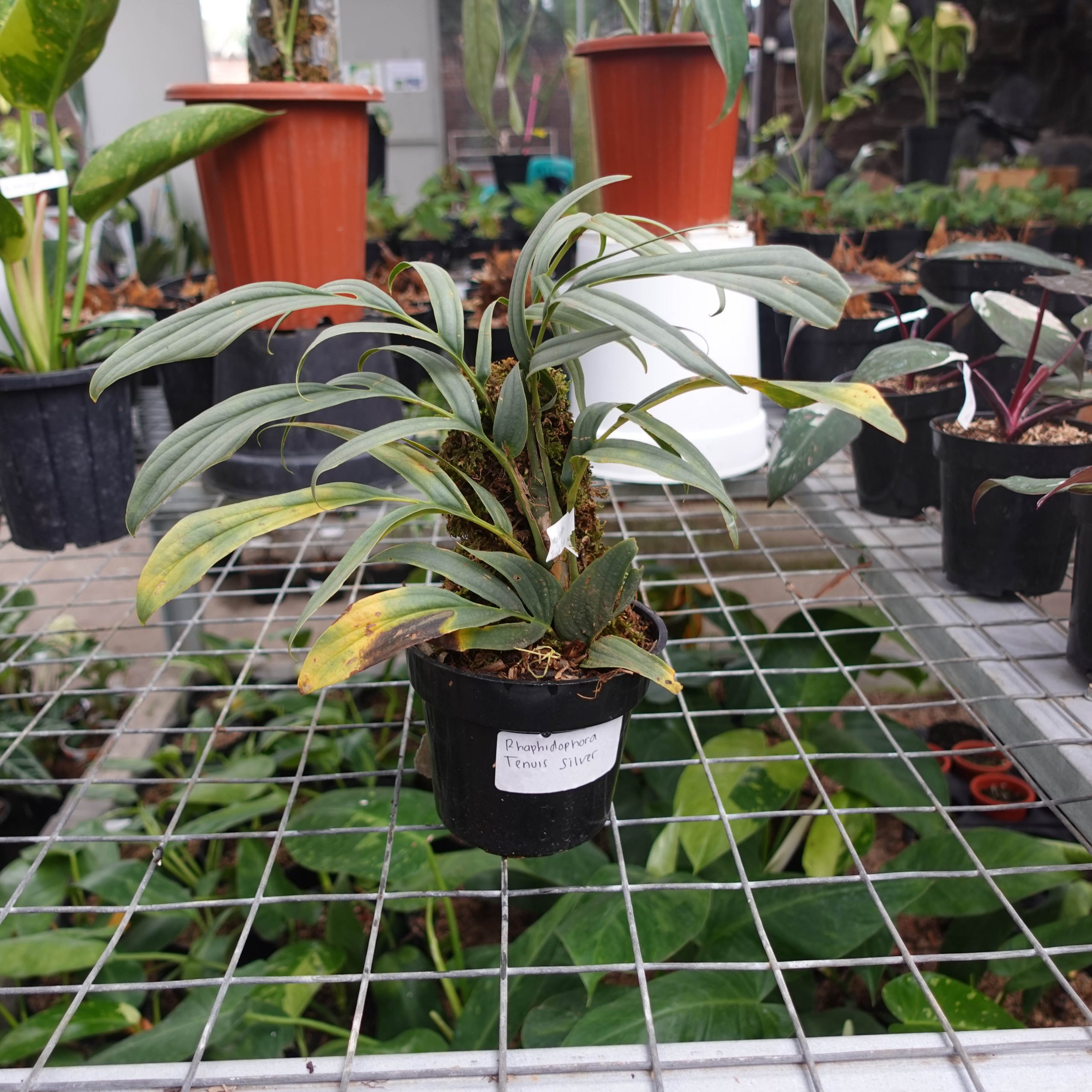 Raphidophora Tenuis Silver