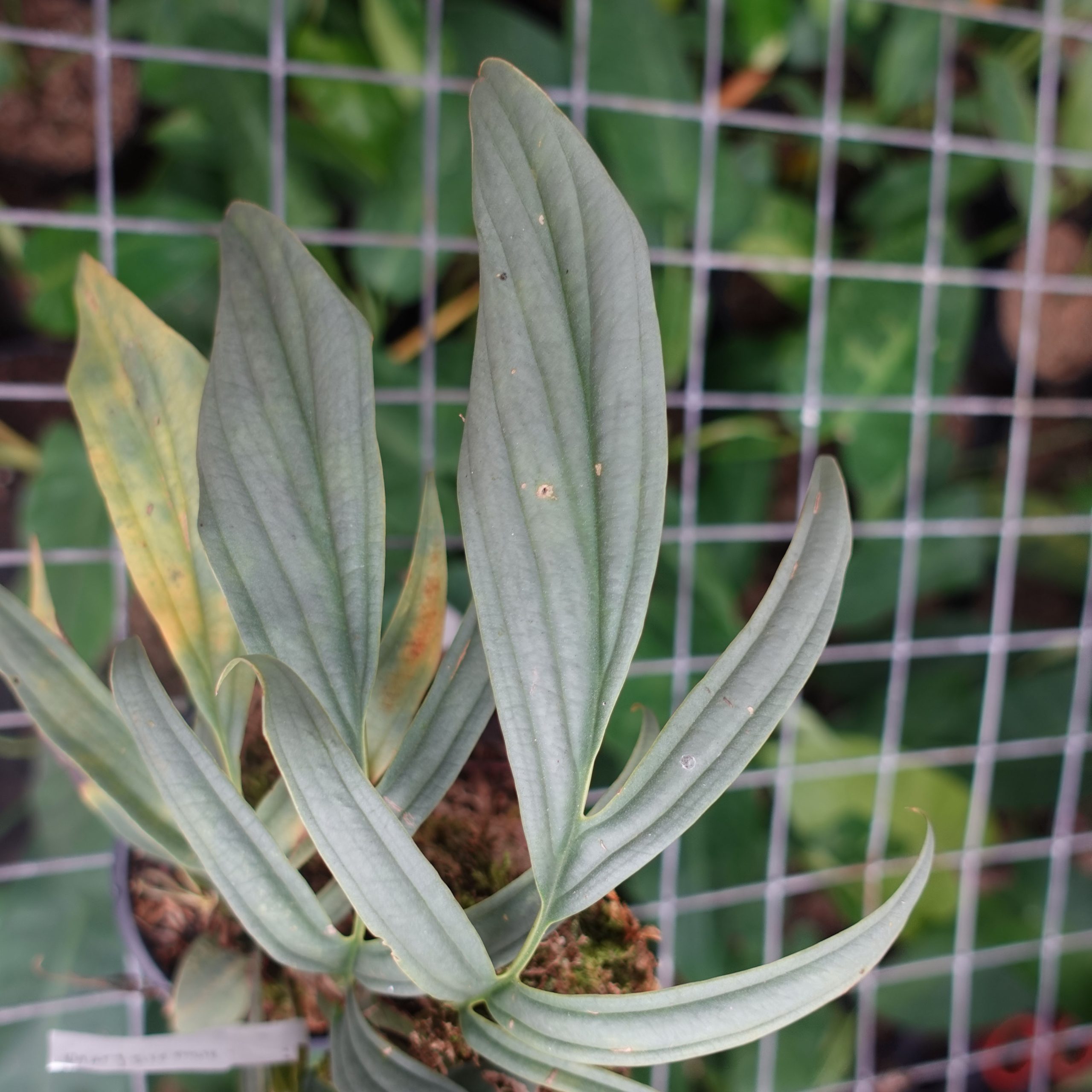 Raphidophora Tenuis Silver - Image 3