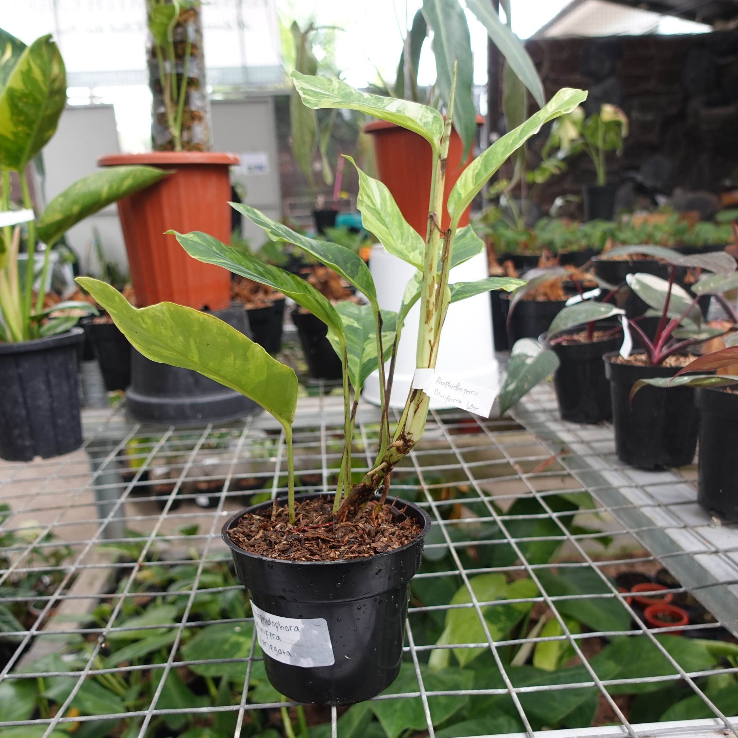 Raphidophora Foraminifera Variegated - Image 3