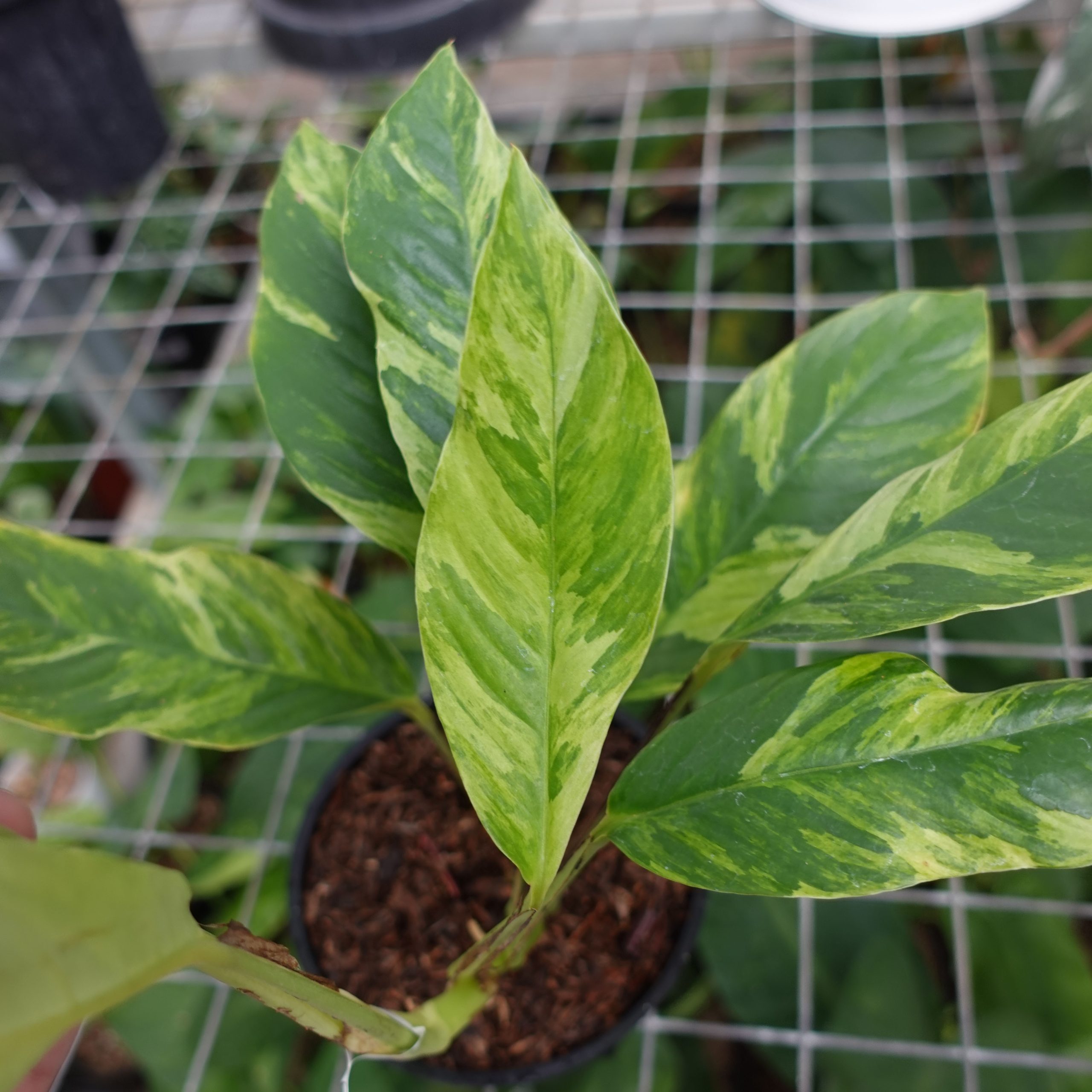 Raphidophora Foraminifera Variegated - Image 2