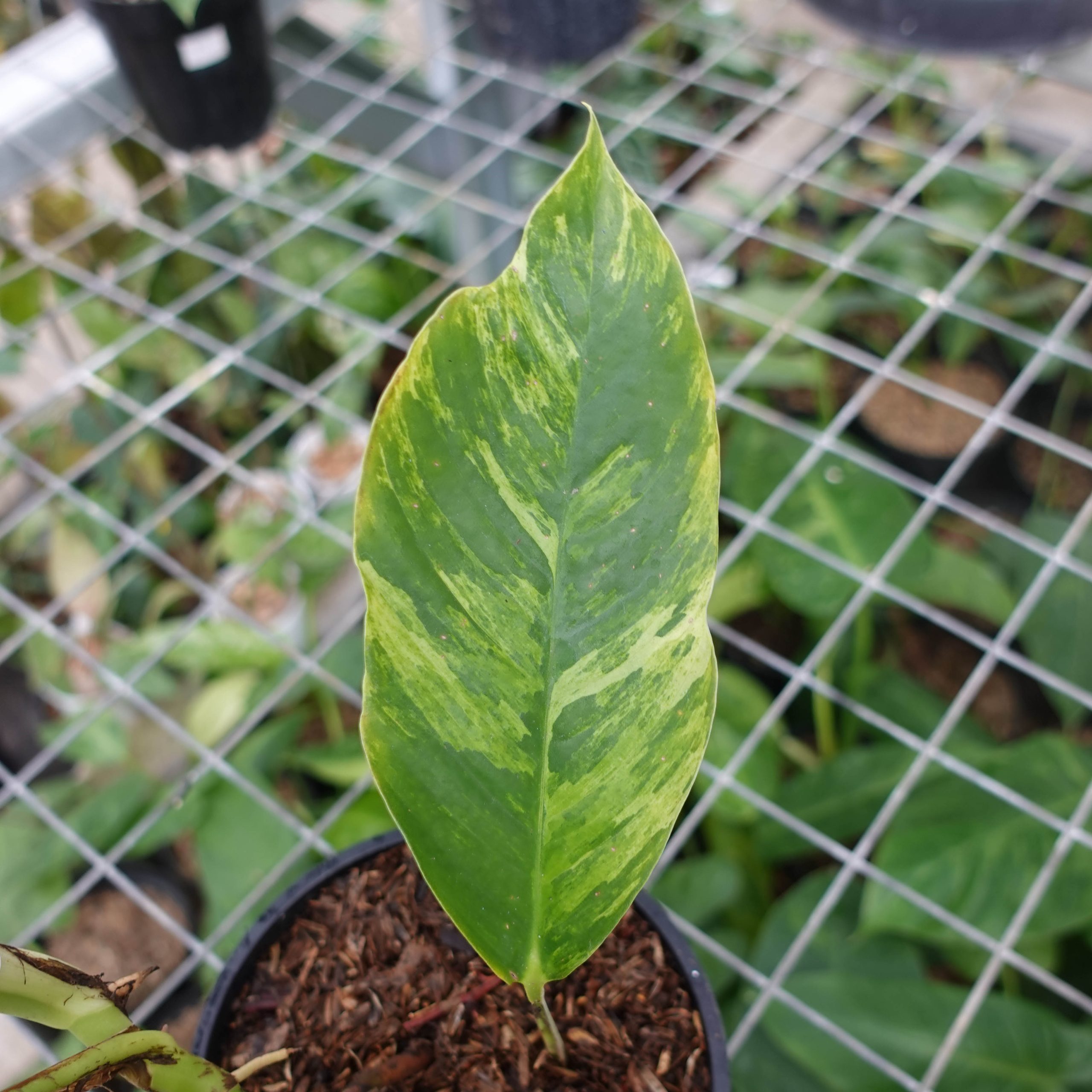Raphidophora Foraminifera Variegated - Image 4