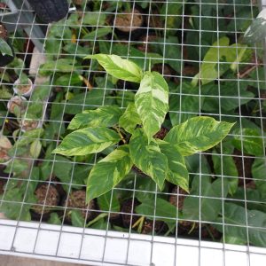 Raphidophora Foraminifera Variegated