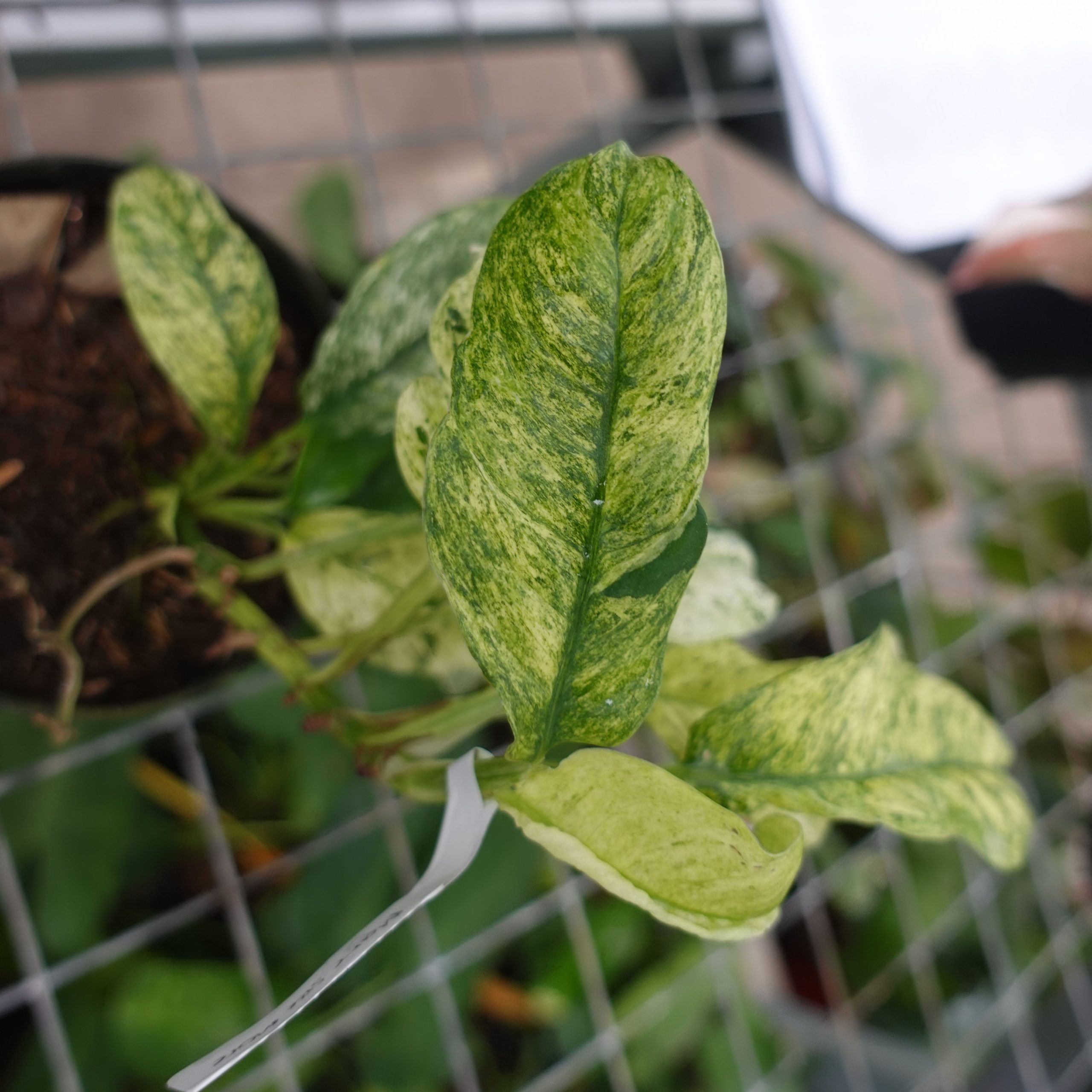 Raphidophora Puberela Variegated - Image 2