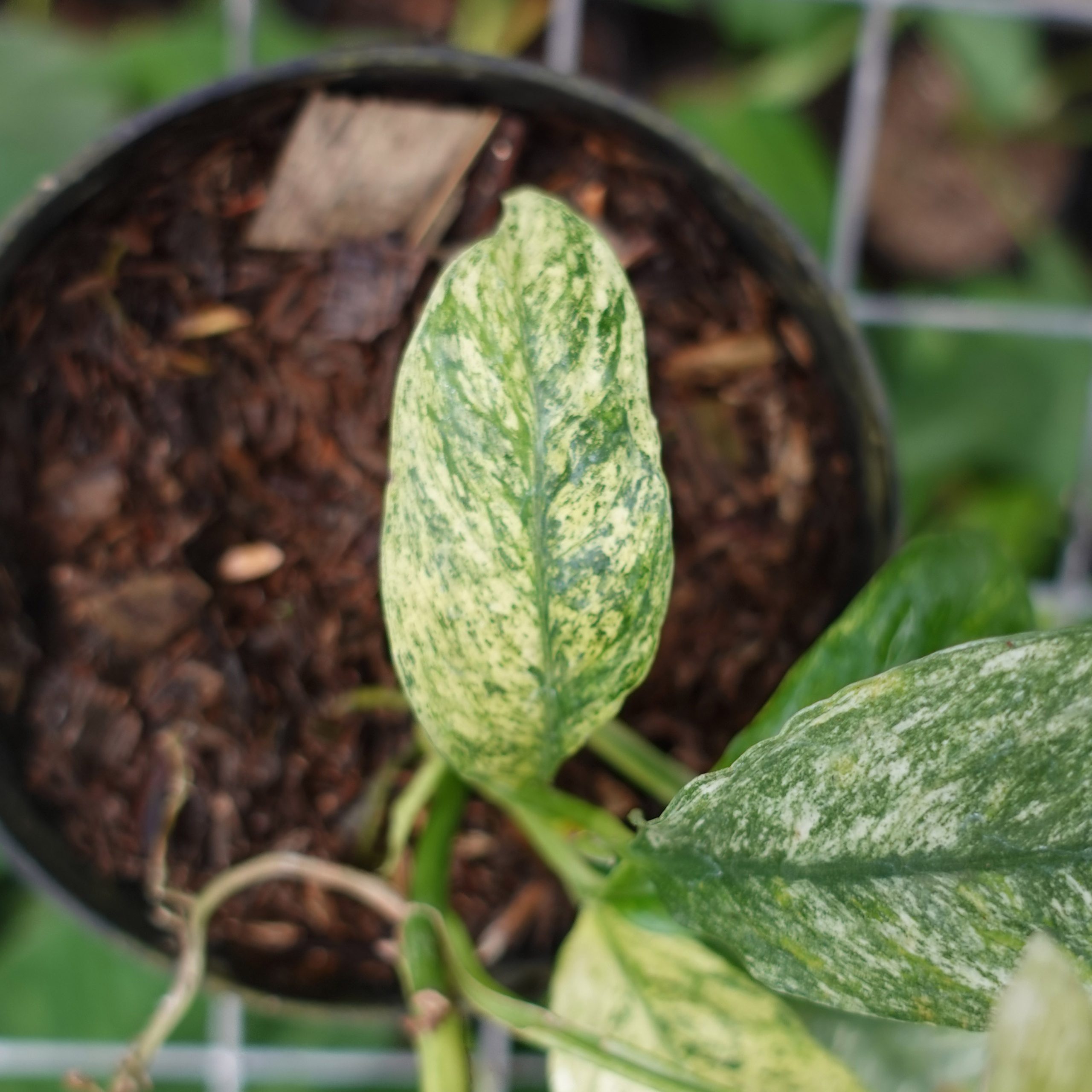 Raphidophora Puberela Variegated - Image 4