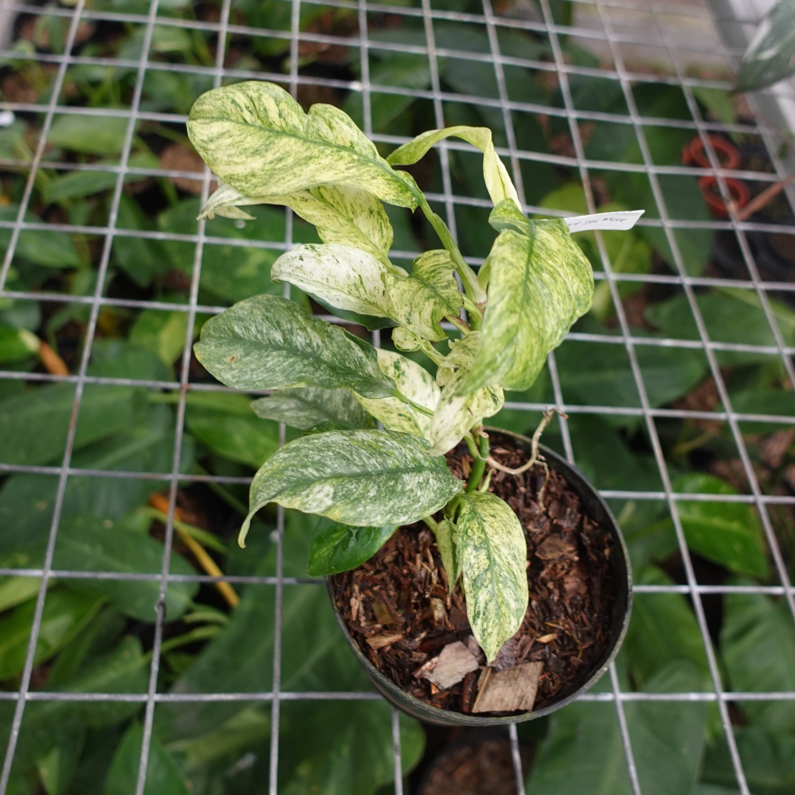 Raphidophora Puberela Variegated - Image 3