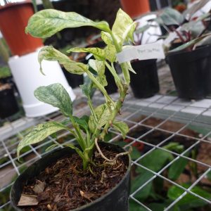 Raphidophora Puberela Variegated