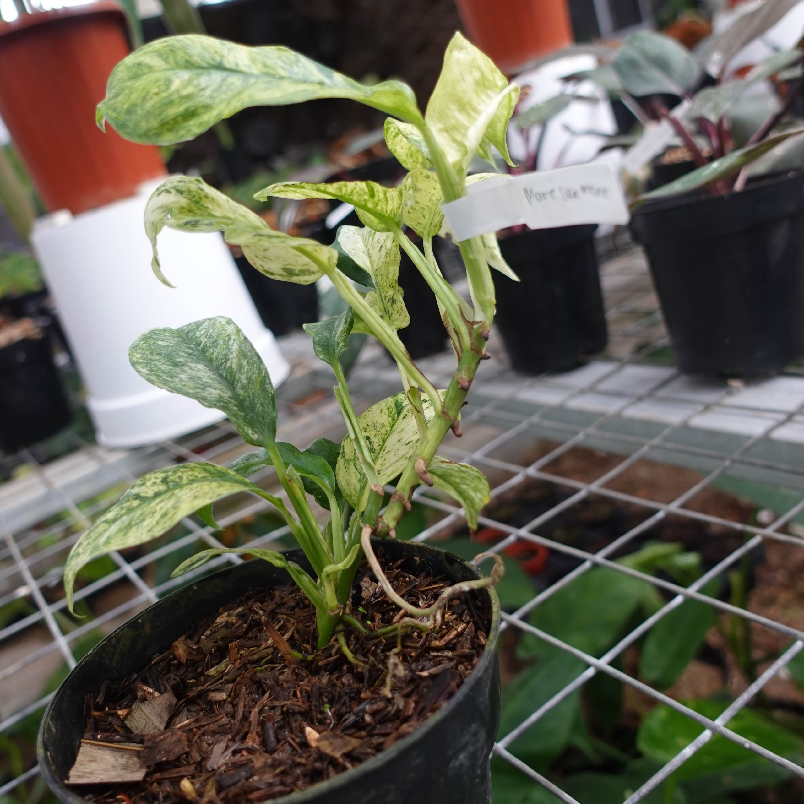 Raphidophora Puberela Variegated