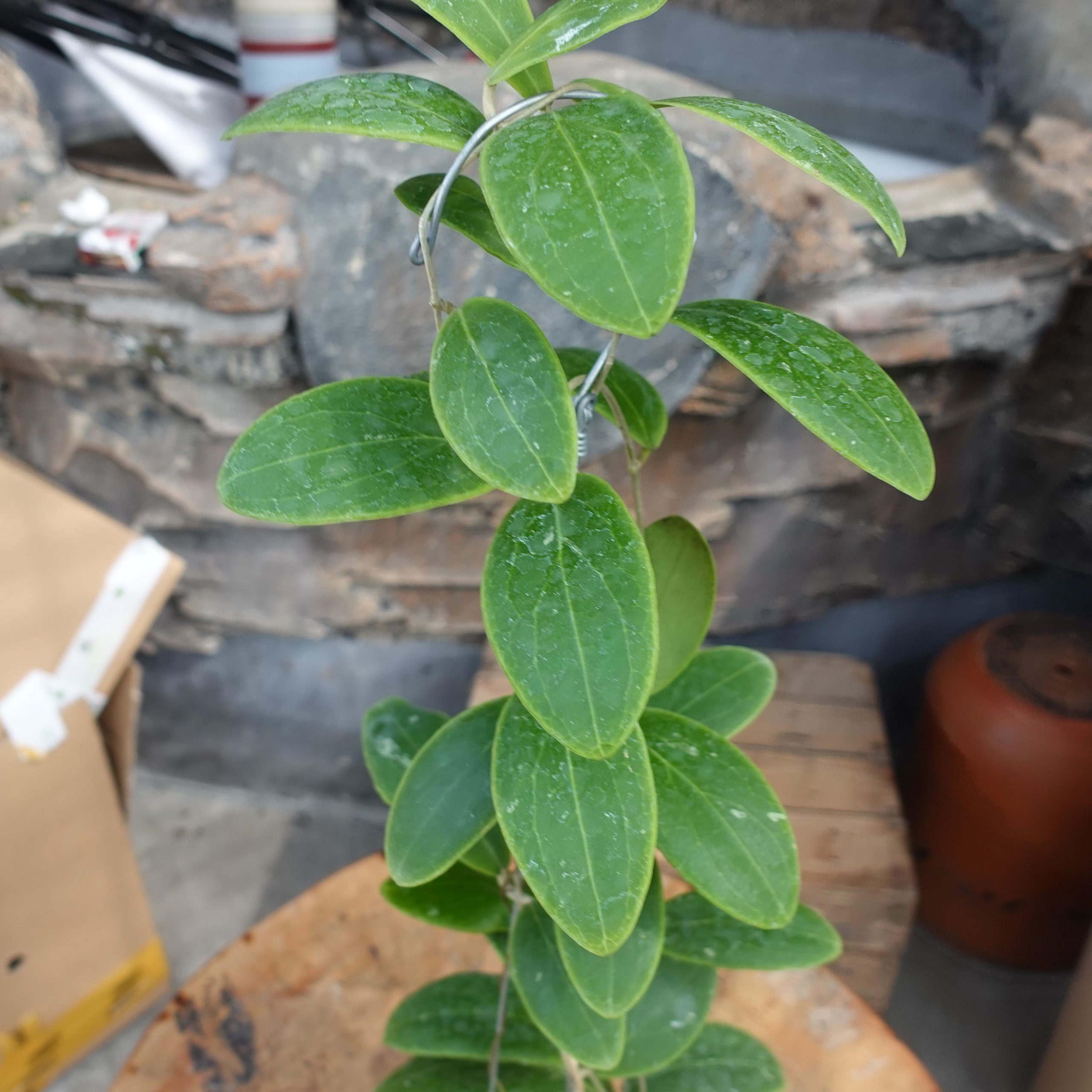 Hoya Rintzii Borneo - Image 2