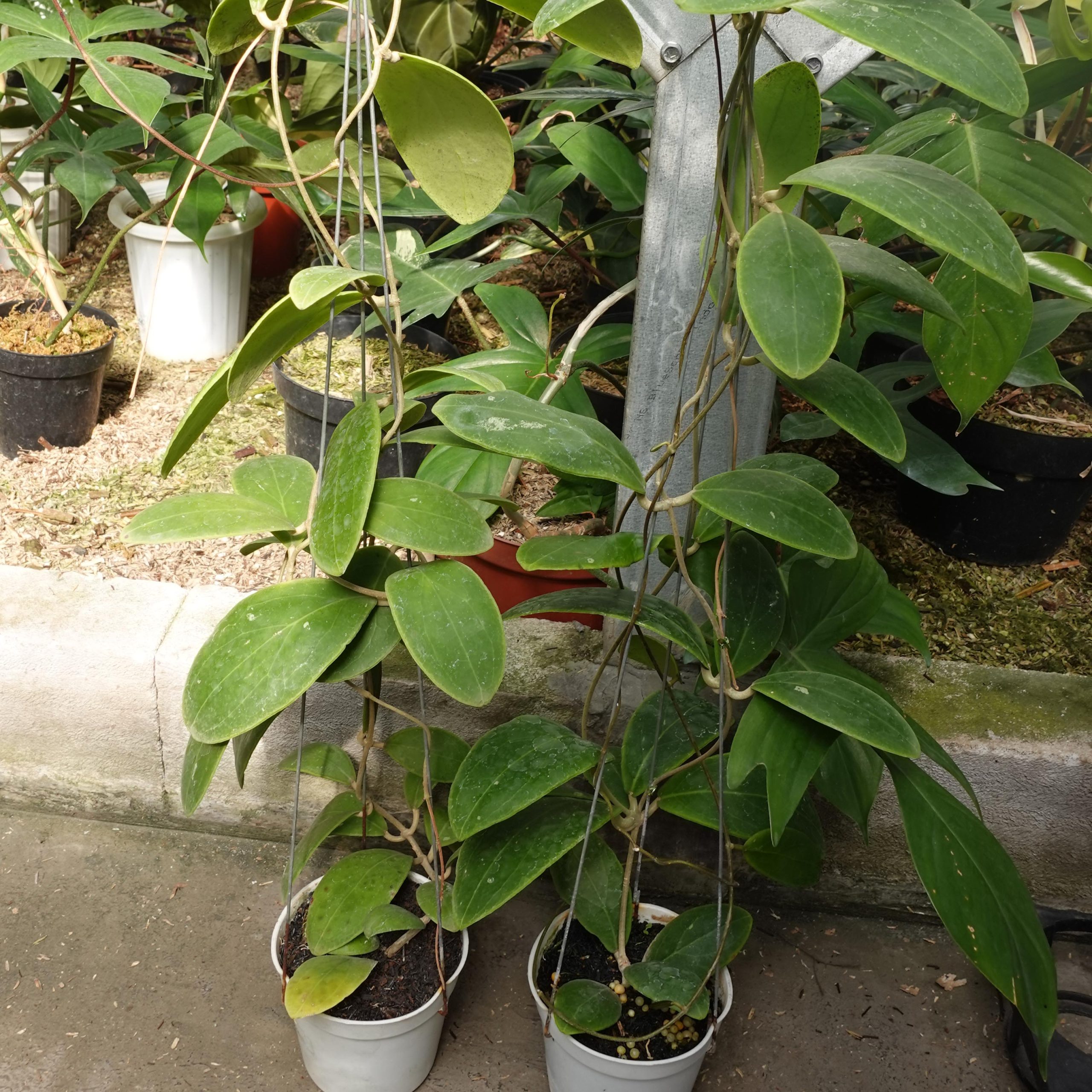 Hoya Rintzii Borneo - Image 4