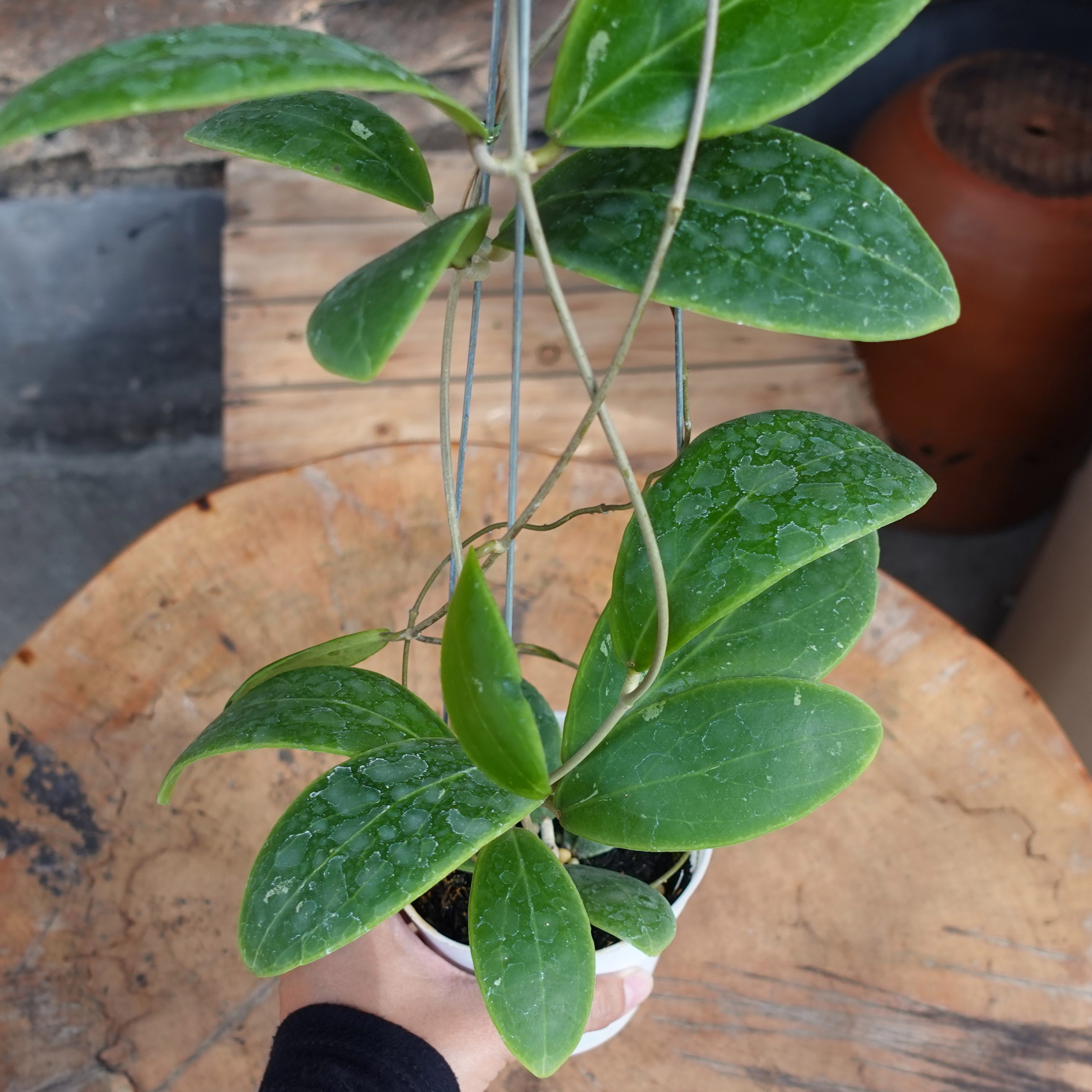 Hoya Rintzii Borneo - Image 3