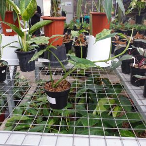 Syngonium Mojito