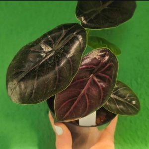 Alocasia Azlani