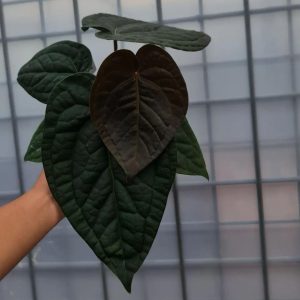 Anthurium Luxurian x Mystique