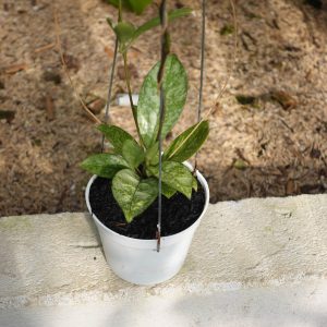 Hoya Crassipetiolata Super Splash
