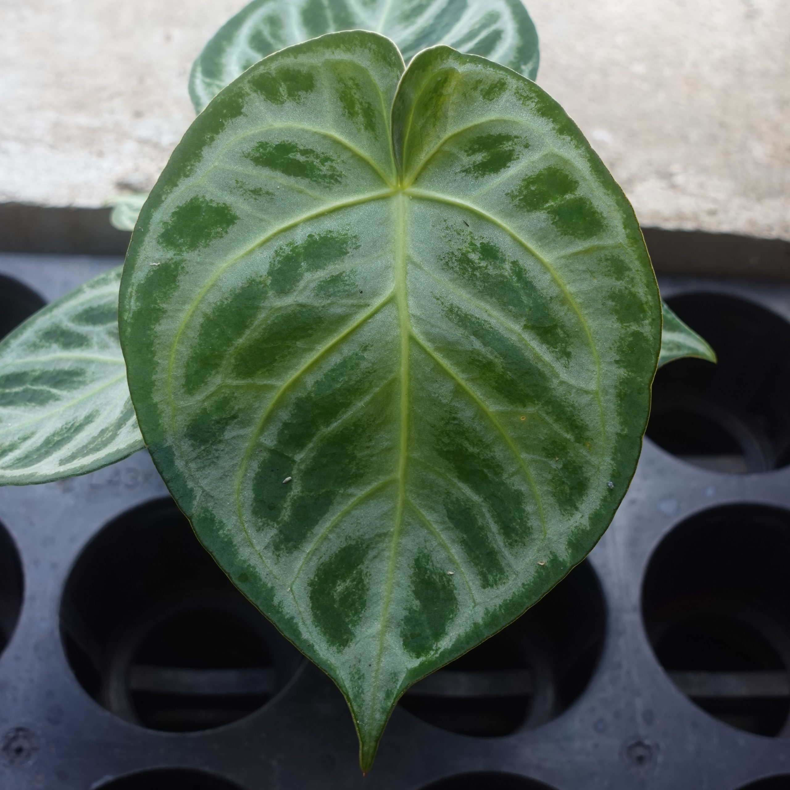 Anthurium Dorayaki Silver - Image 2