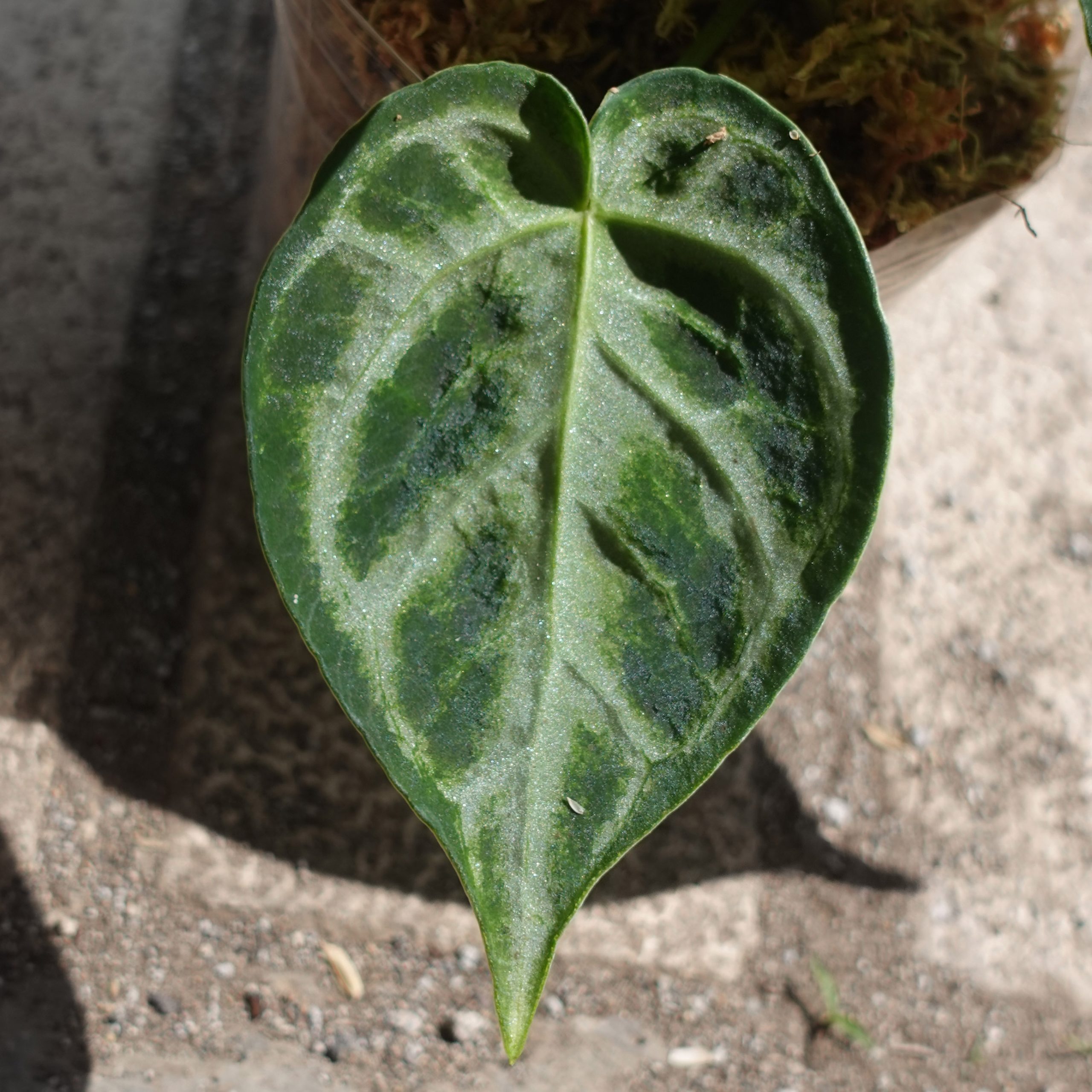 Anthurium Dorayaki Silver - Image 3