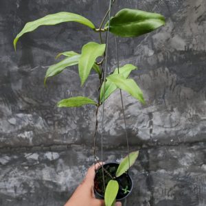 Hoya Fauziana ssp fauziana