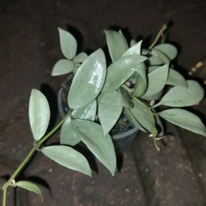 Hoya Lacunosa Silver Coin