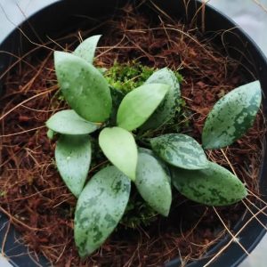 Hoya Lacunosa Silver Lime