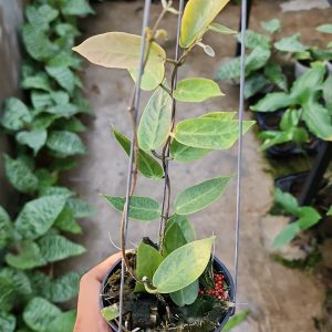 Hoya Inflata