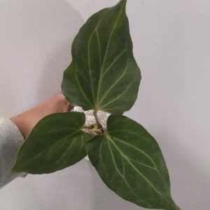 Anthurium King of Spades Butterfly