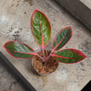 Aglaonema Kanza