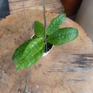 Hoya King Callistophylla