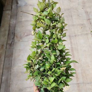 Hoya Lacunosa (Reguler)