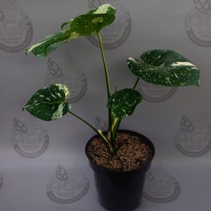 Monstera Thai Constellation