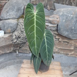Philodendron Melanochrysum