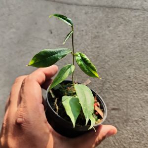 Hoya sp Sumatera (samaniana)