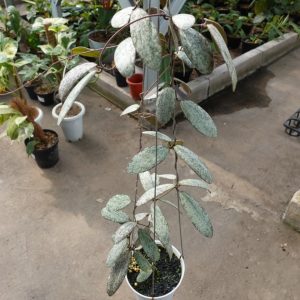 Hoya Sigillatis Splash