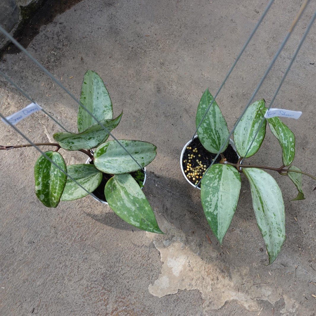 Hoya Snow Queen Silver