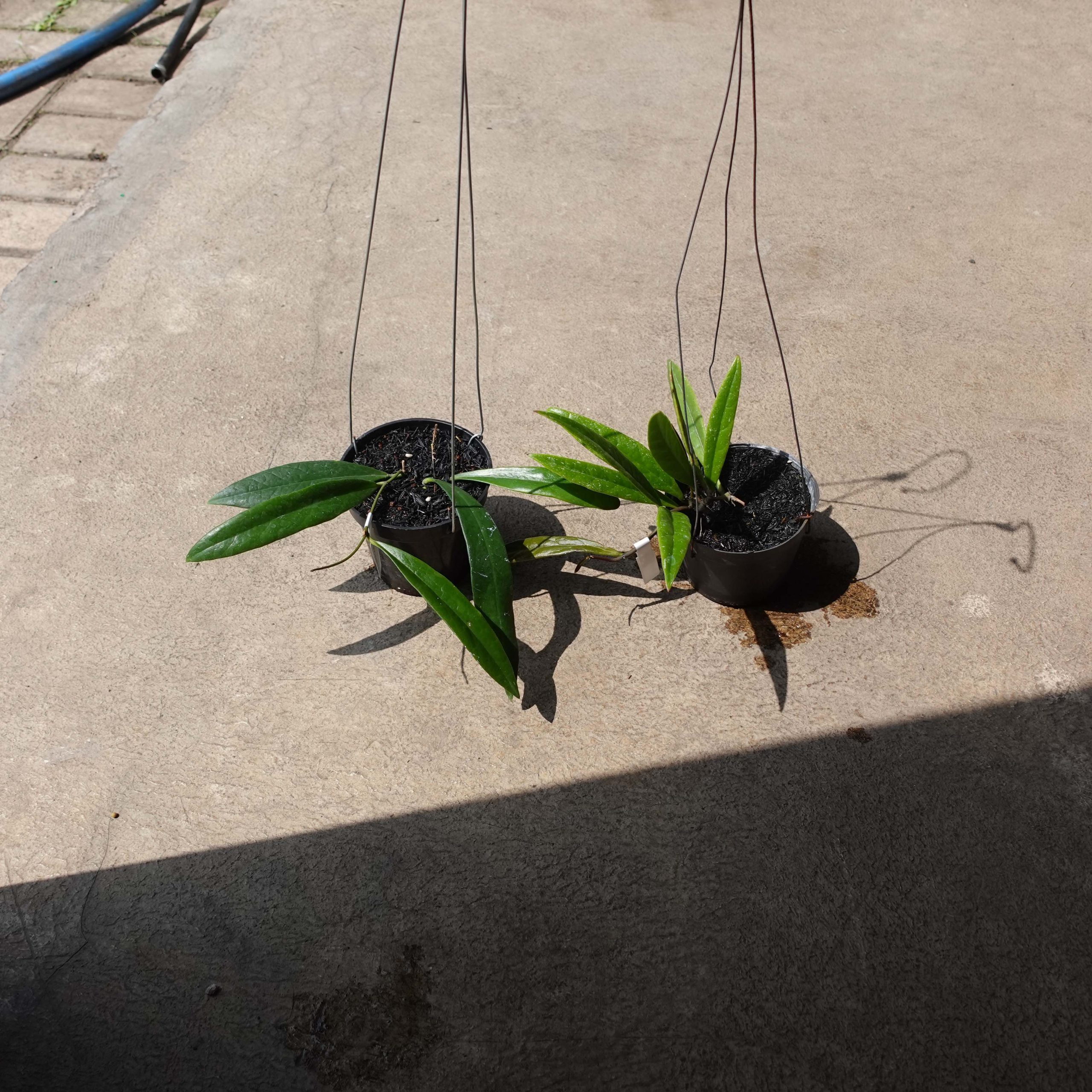 Hoya Sulawesiana - Image 5