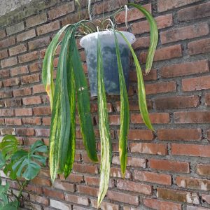 Anthurium Vittarifolium Variegated