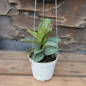 Hoya Carnosa Nova Ghost