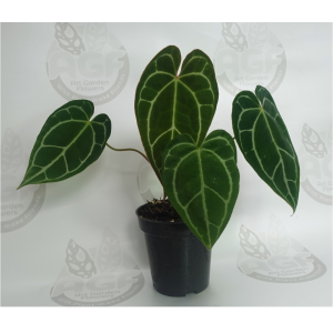 Anthurium Crystallinum