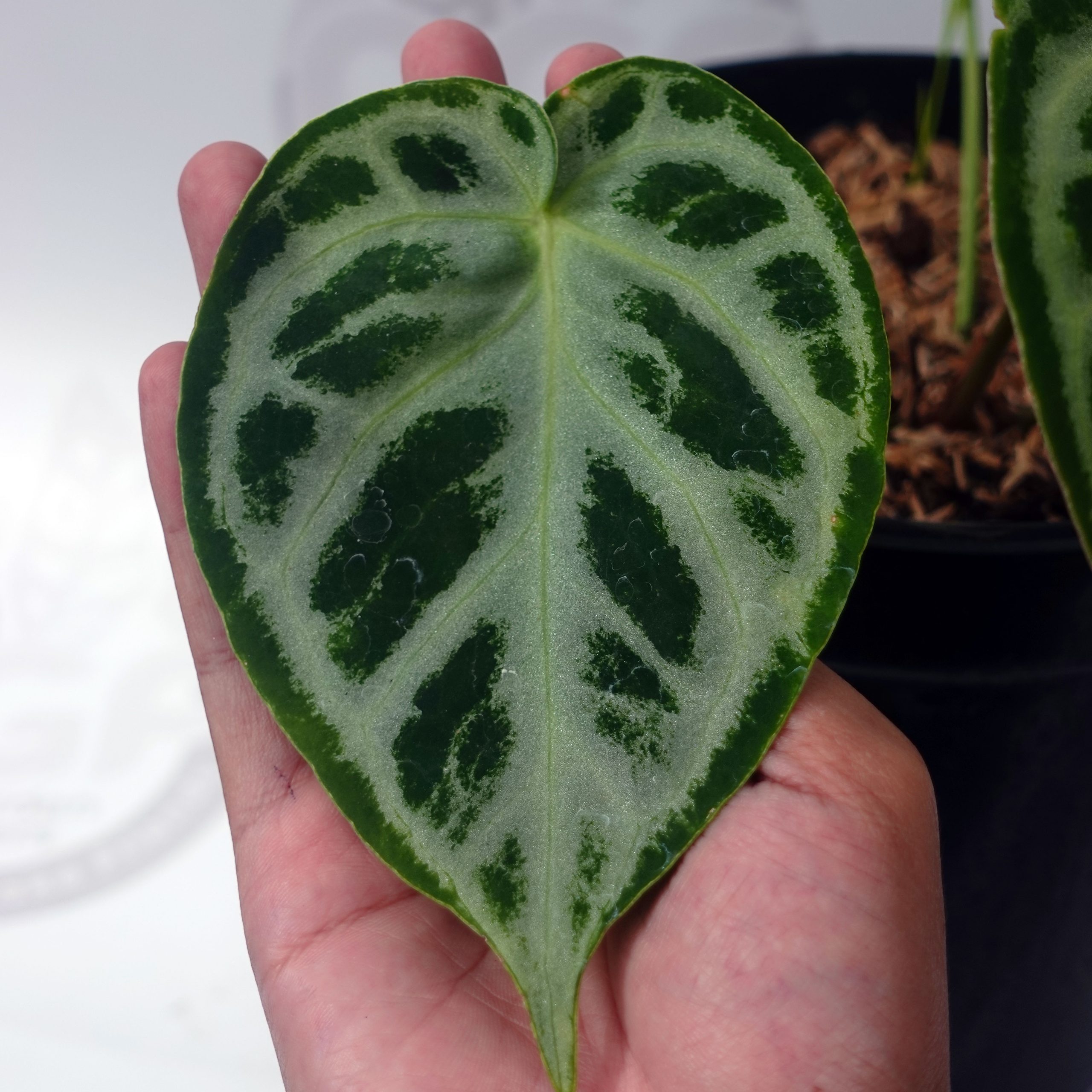 Anthurium Dorayaki Silver - Image 4
