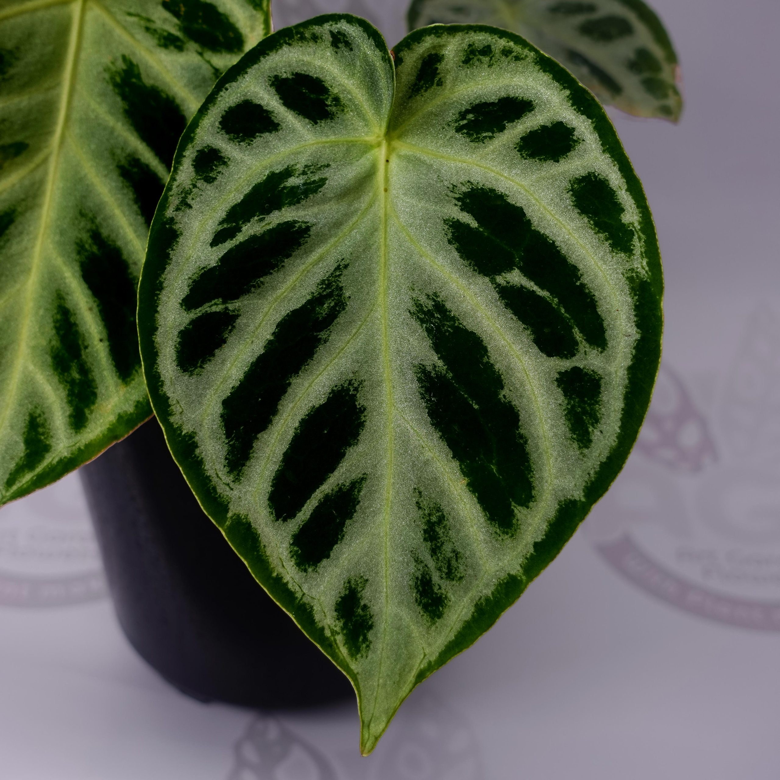 Anthurium Dorayaki Silver - Image 5