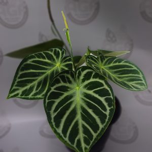 Anthurium Dorayaki Silver