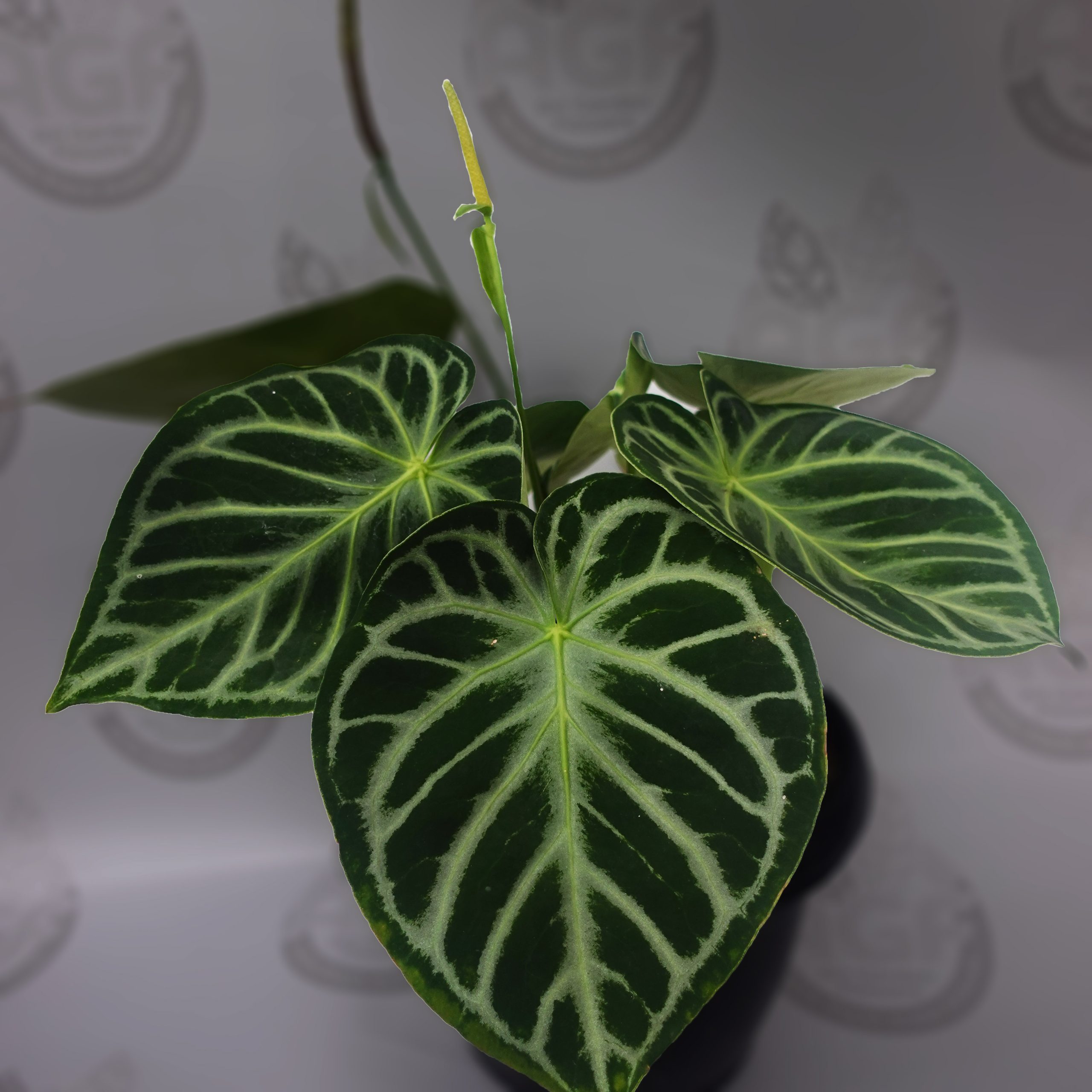 Anthurium Dorayaki Silver