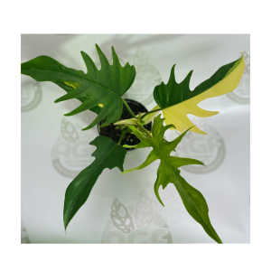 Philodendron Florida Beauty x Tortum